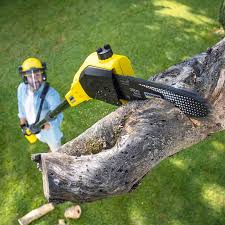 Mecca, CA Tree Removal and Landscaping Services Company